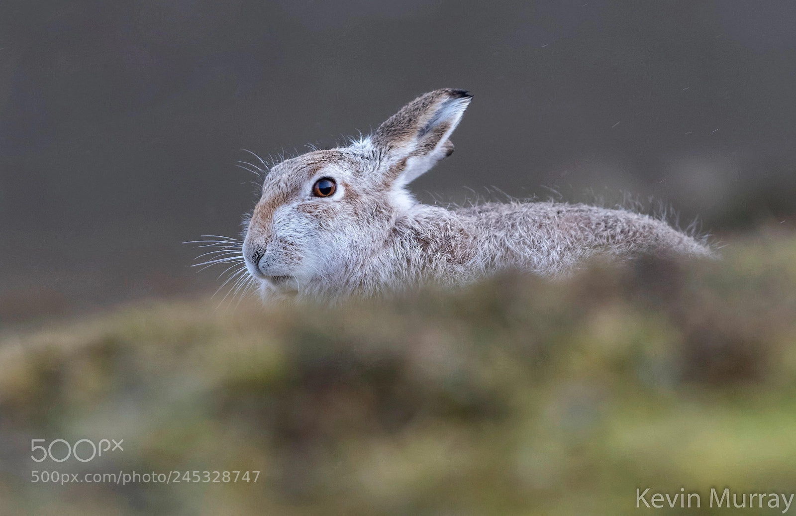 Canon EOS 7D Mark II sample photo. Mountain hare photography