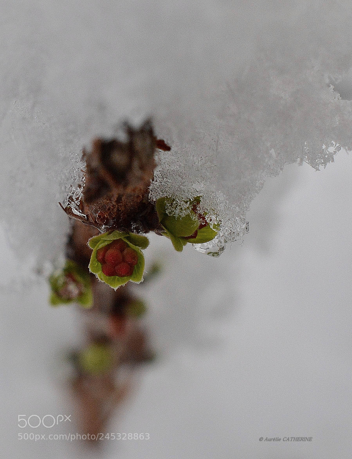 Nikon D5200 sample photo. Spring & winter photography