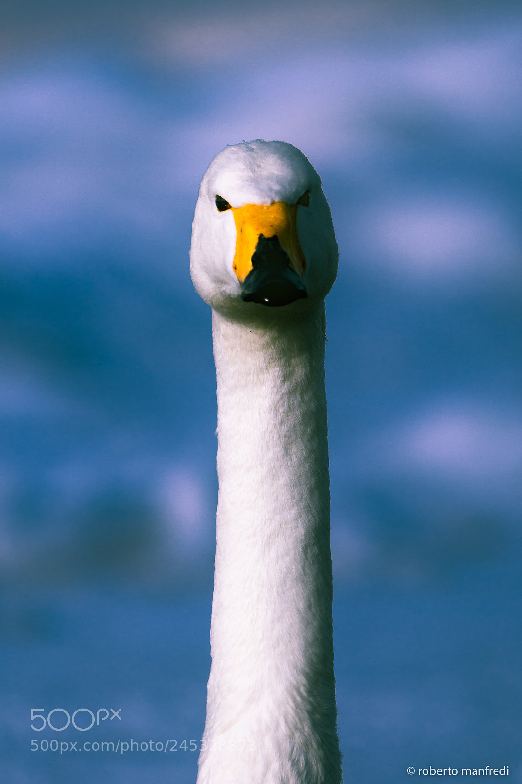 Sony a6500 sample photo. The swan of the photography