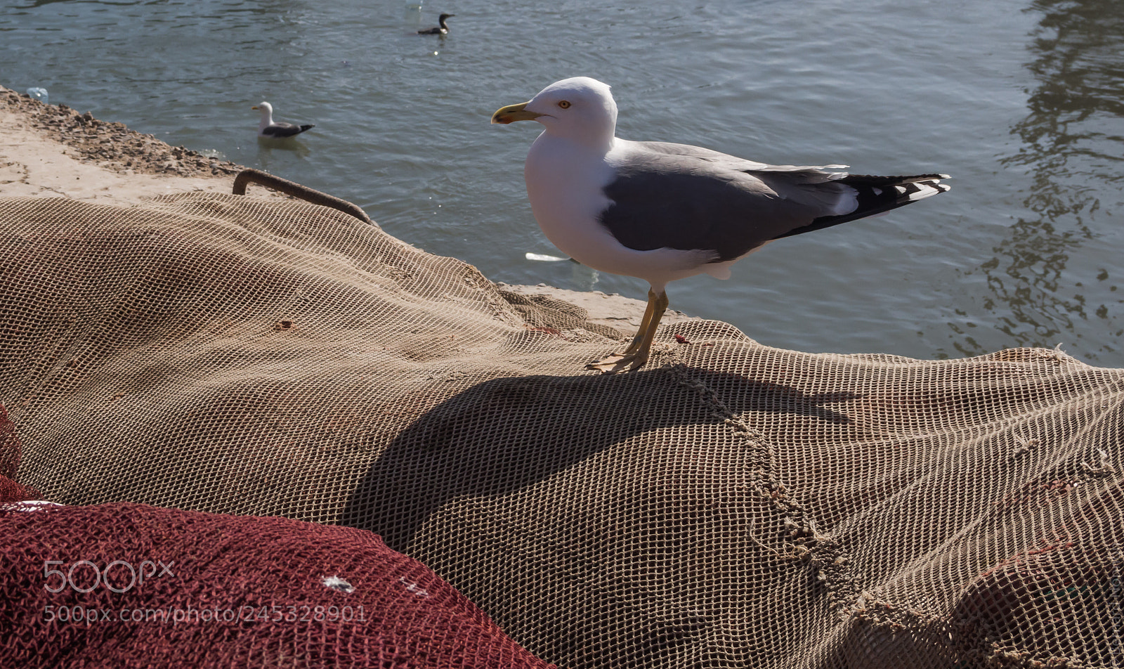 Olympus OM-D E-M10 II sample photo. Mouette sur filets seagull photography
