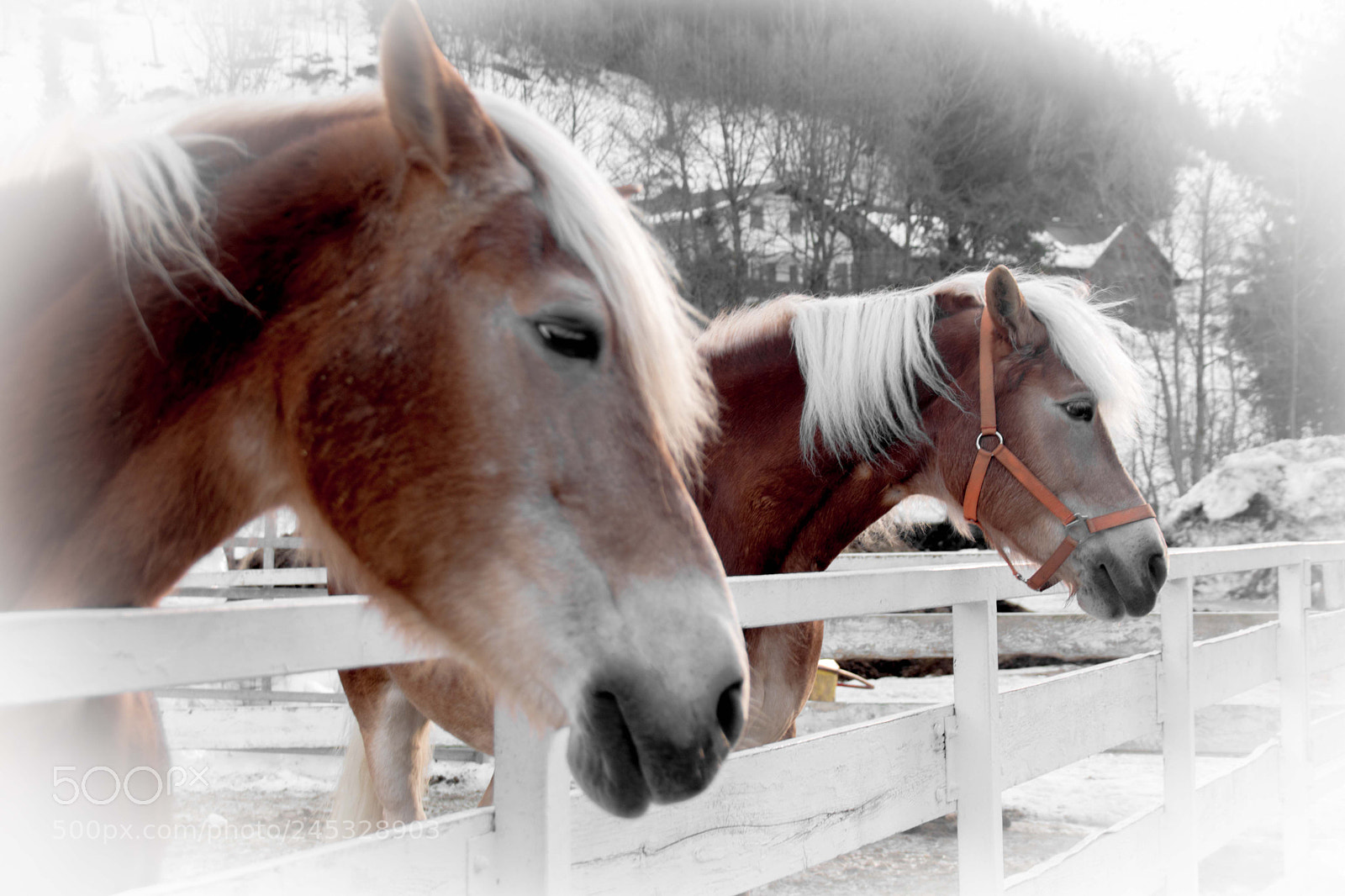 Nikon D5200 sample photo. Two of a kind photography