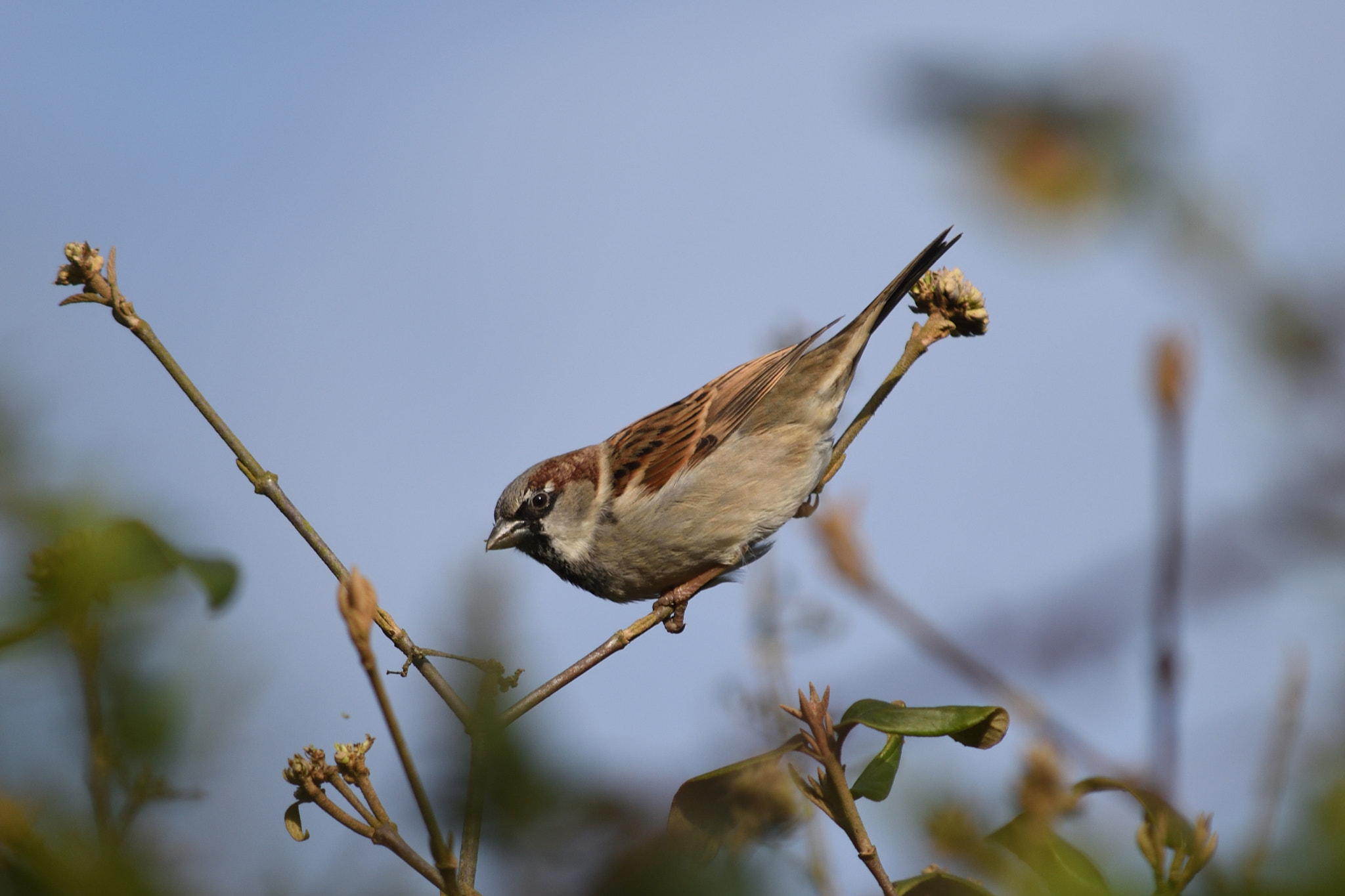 Nikon D5500 sample photo. Sparrow photography