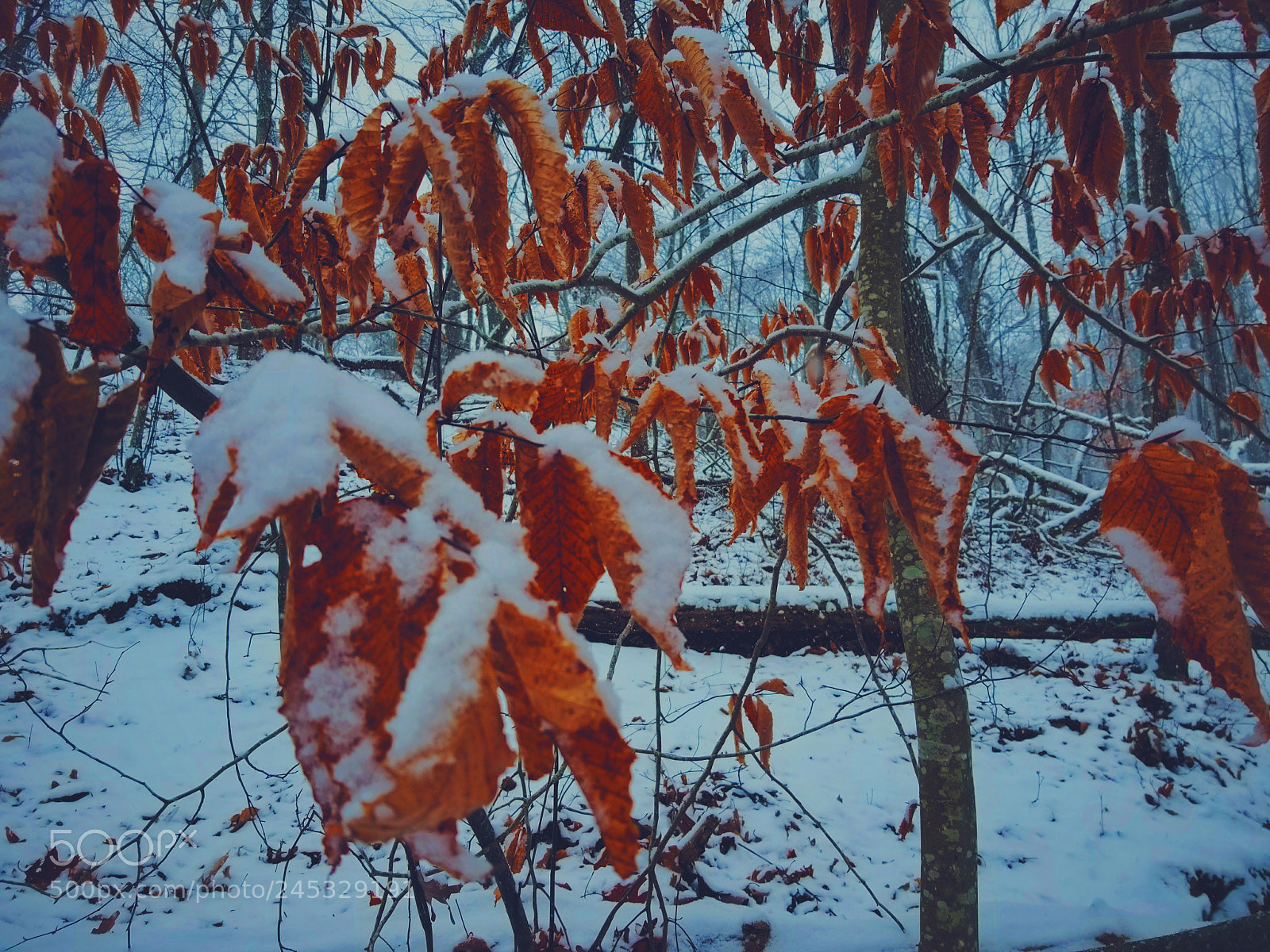 Samsung Galaxy S8 sample photo. Snowfall photography