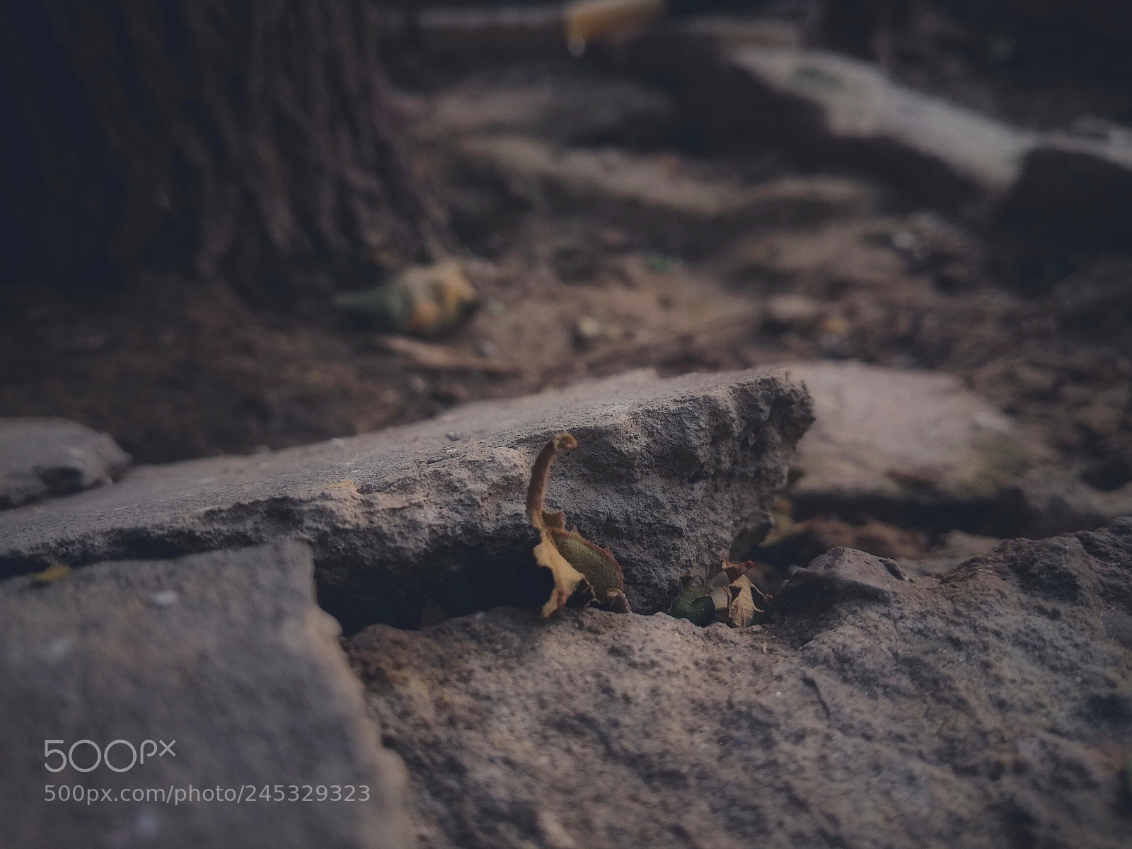 HUAWEI Mate 10 Lite sample photo. Strangled amidst photography