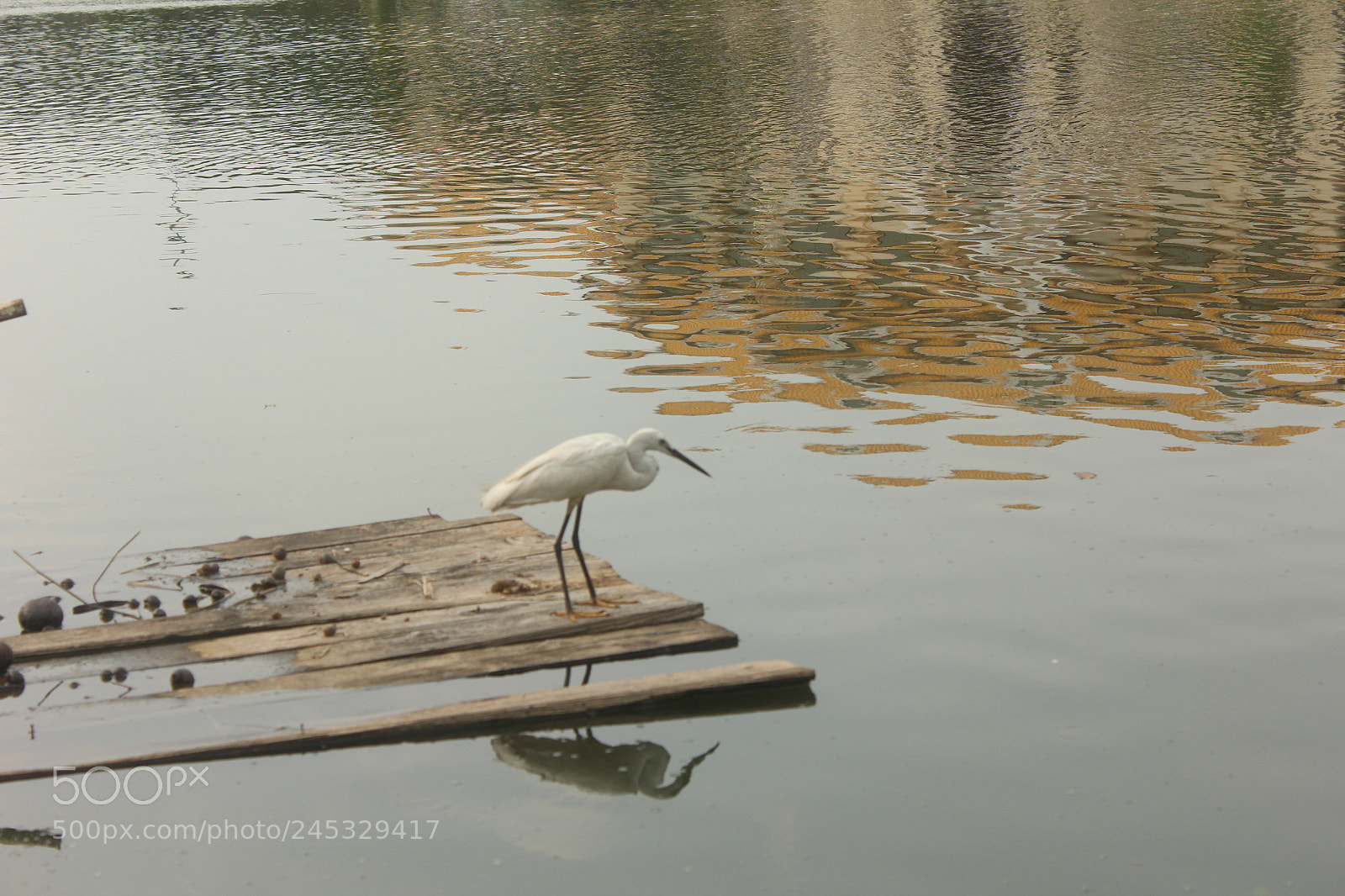 Canon EOS 60D sample photo. Wating photography