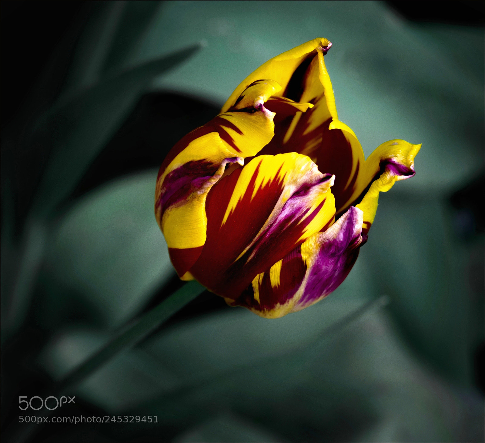 Fujifilm X-T1 sample photo. Wild tulip photography