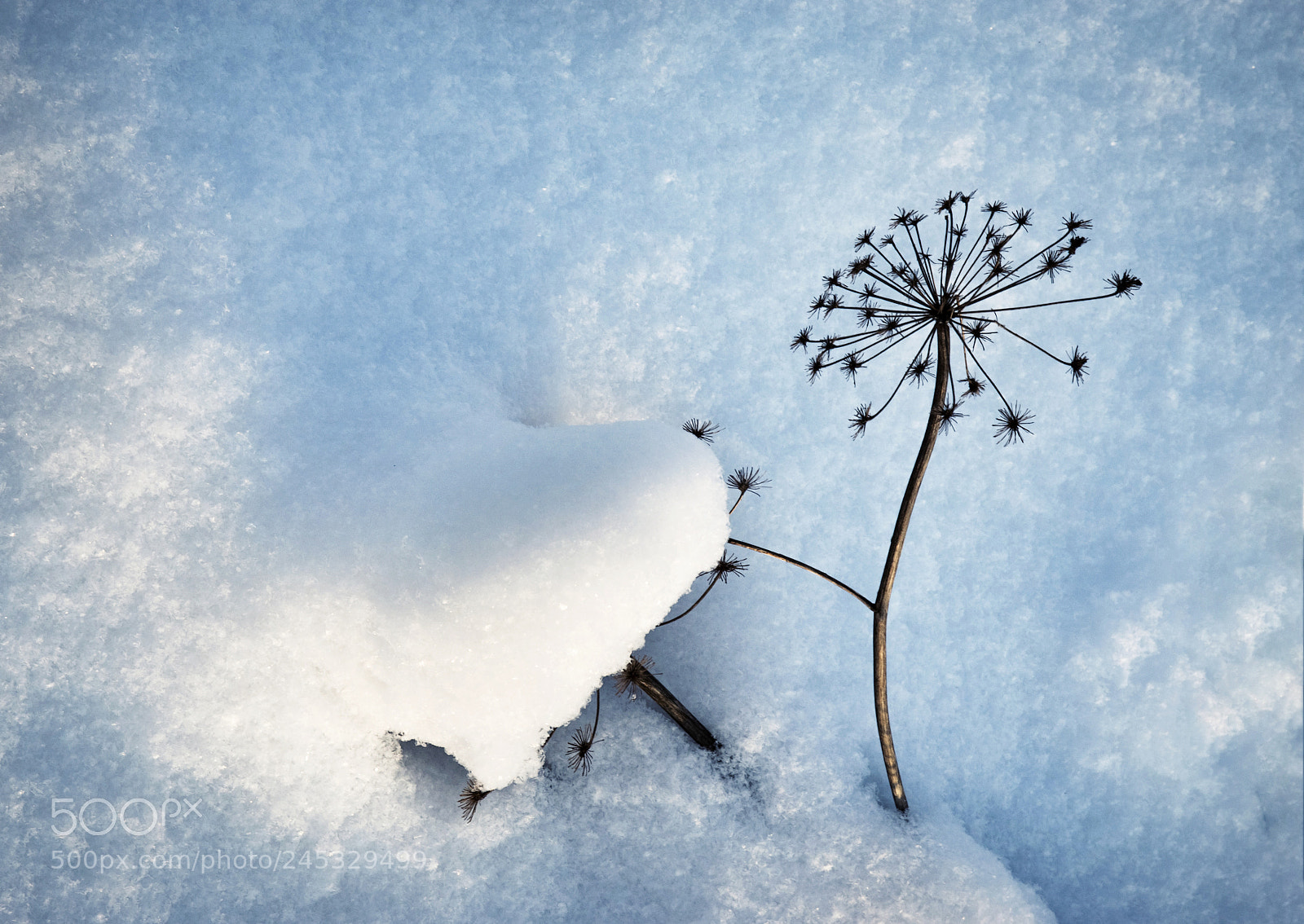 Nikon D5500 sample photo. Winter background dry plant photography