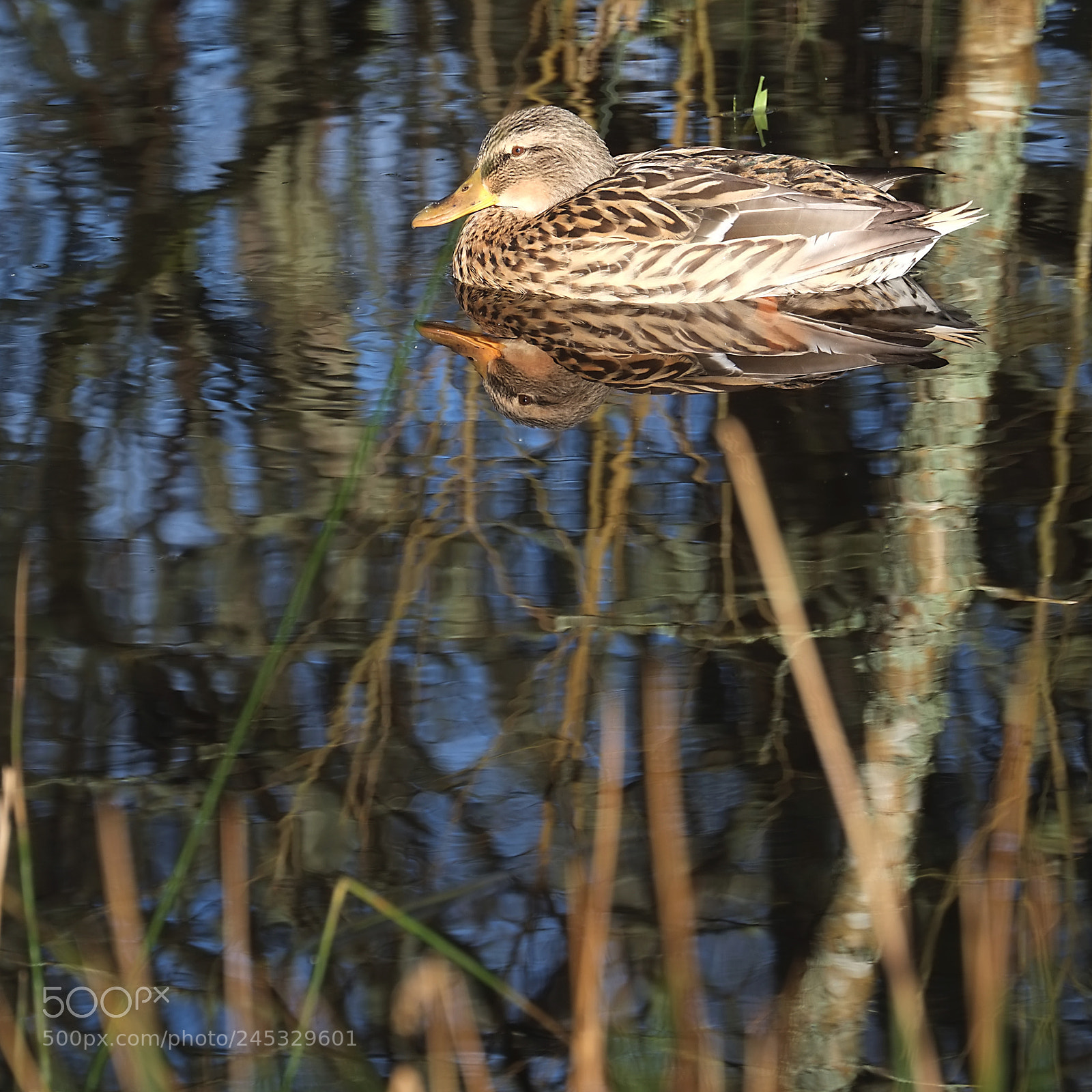 Fujifilm X-E1 sample photo. One little duck enjoying photography