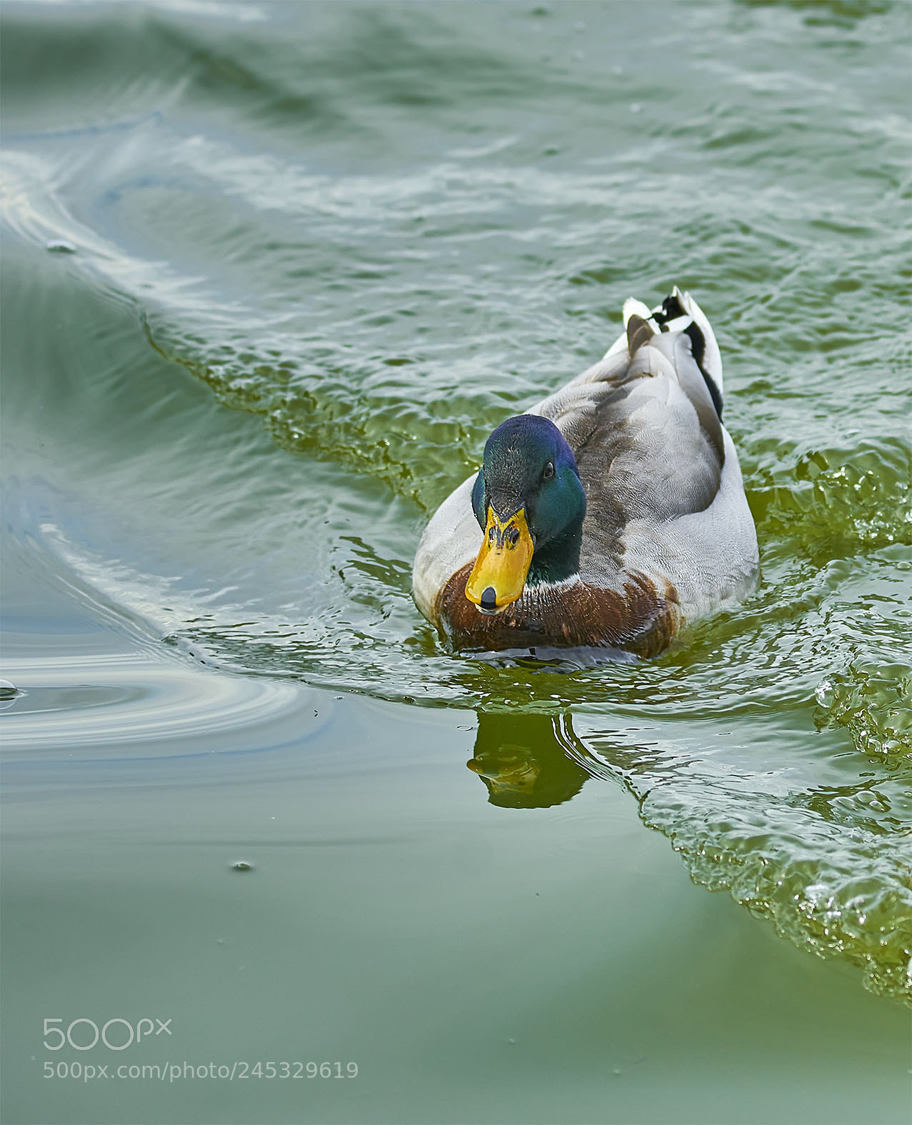 Sony a7R II sample photo. One duck... photography