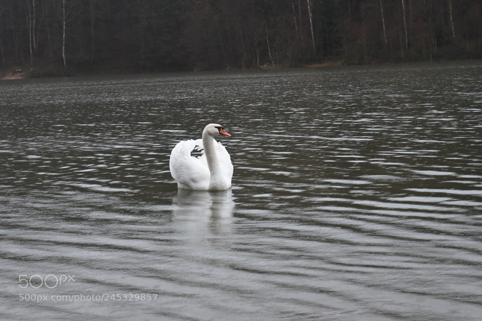 Nikon D5500 sample photo. Majestic creature in a photography