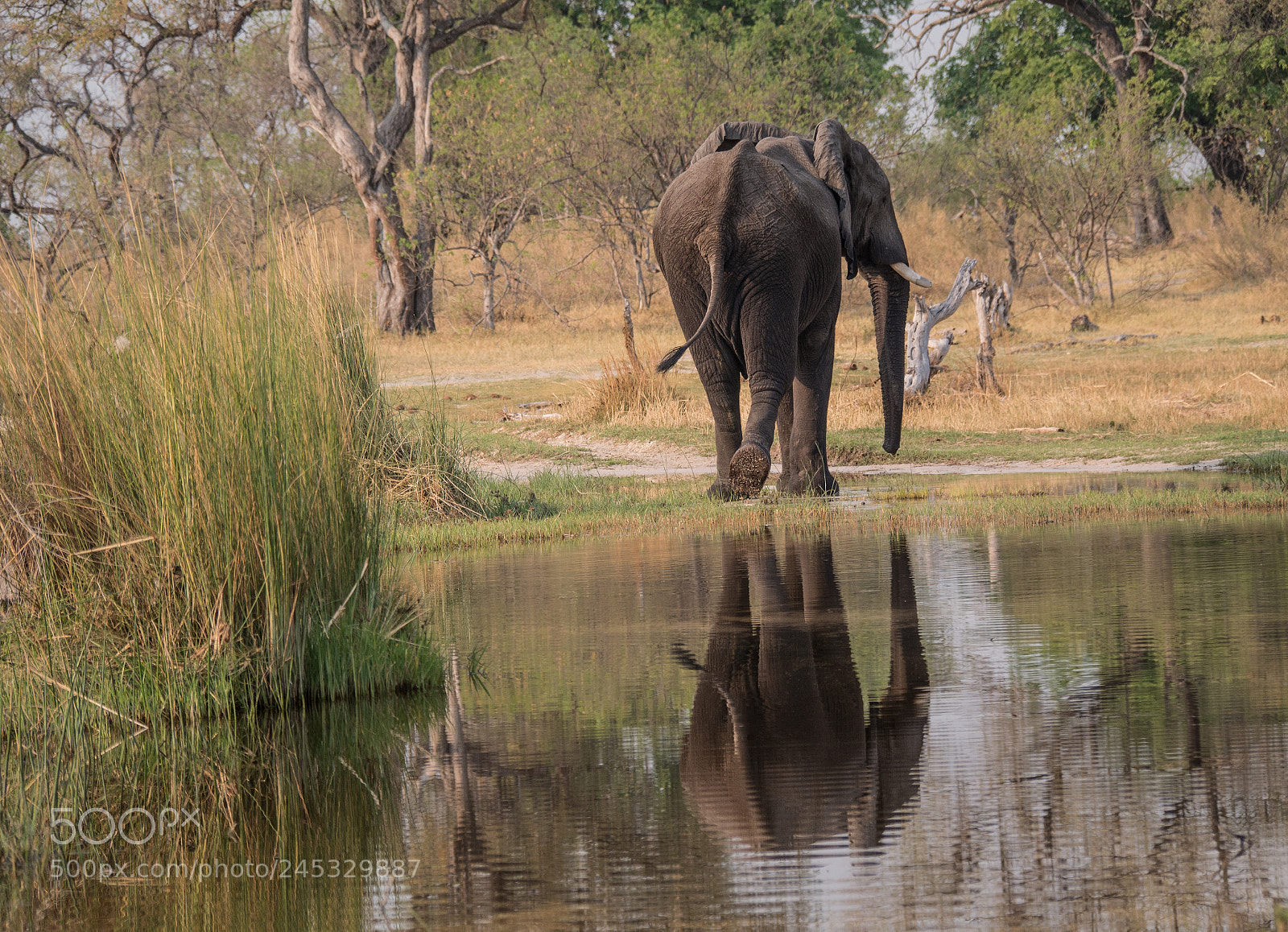 Panasonic DMC-G70 sample photo. Elephant photography