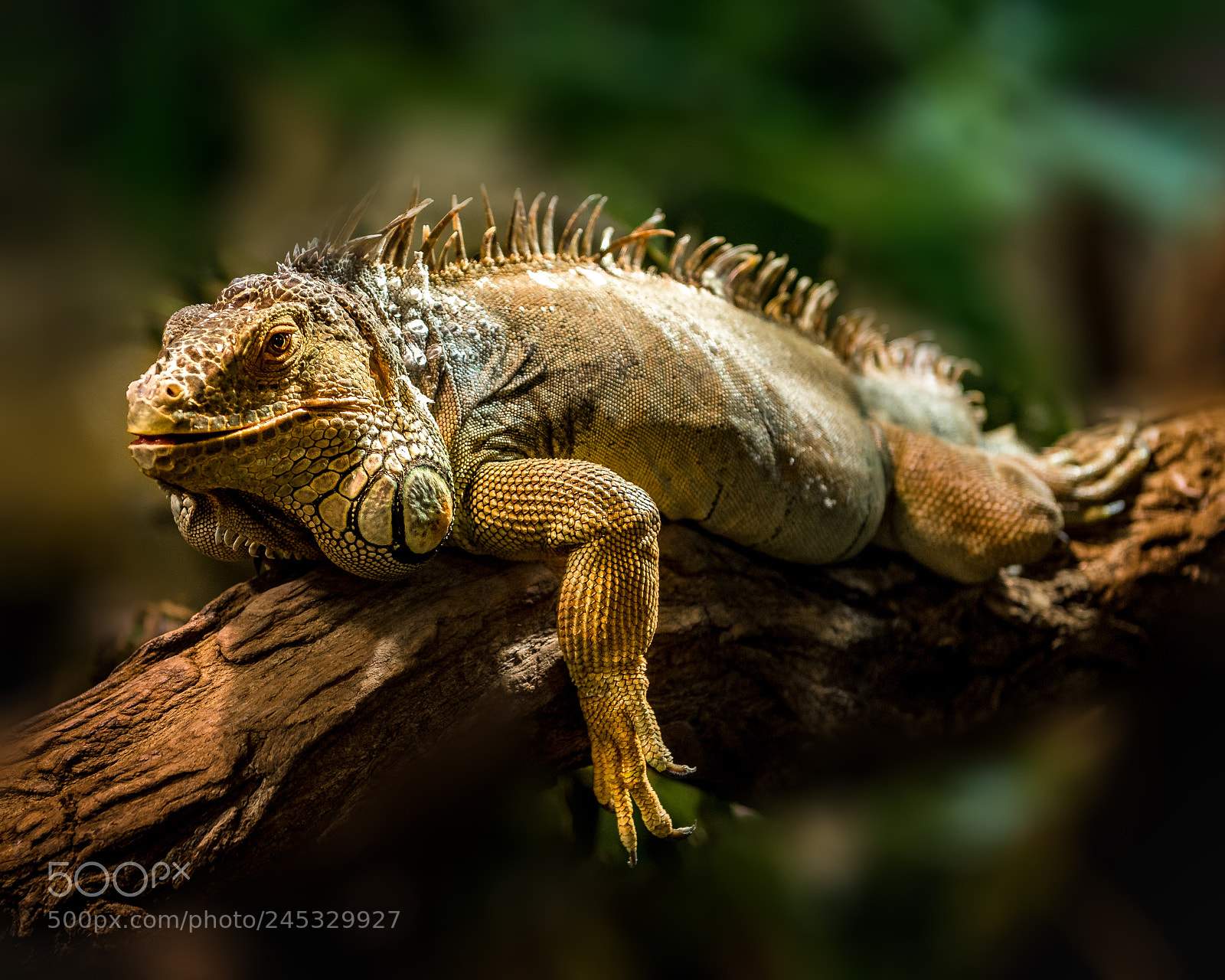 Nikon D4 sample photo. Lazy leguan photography