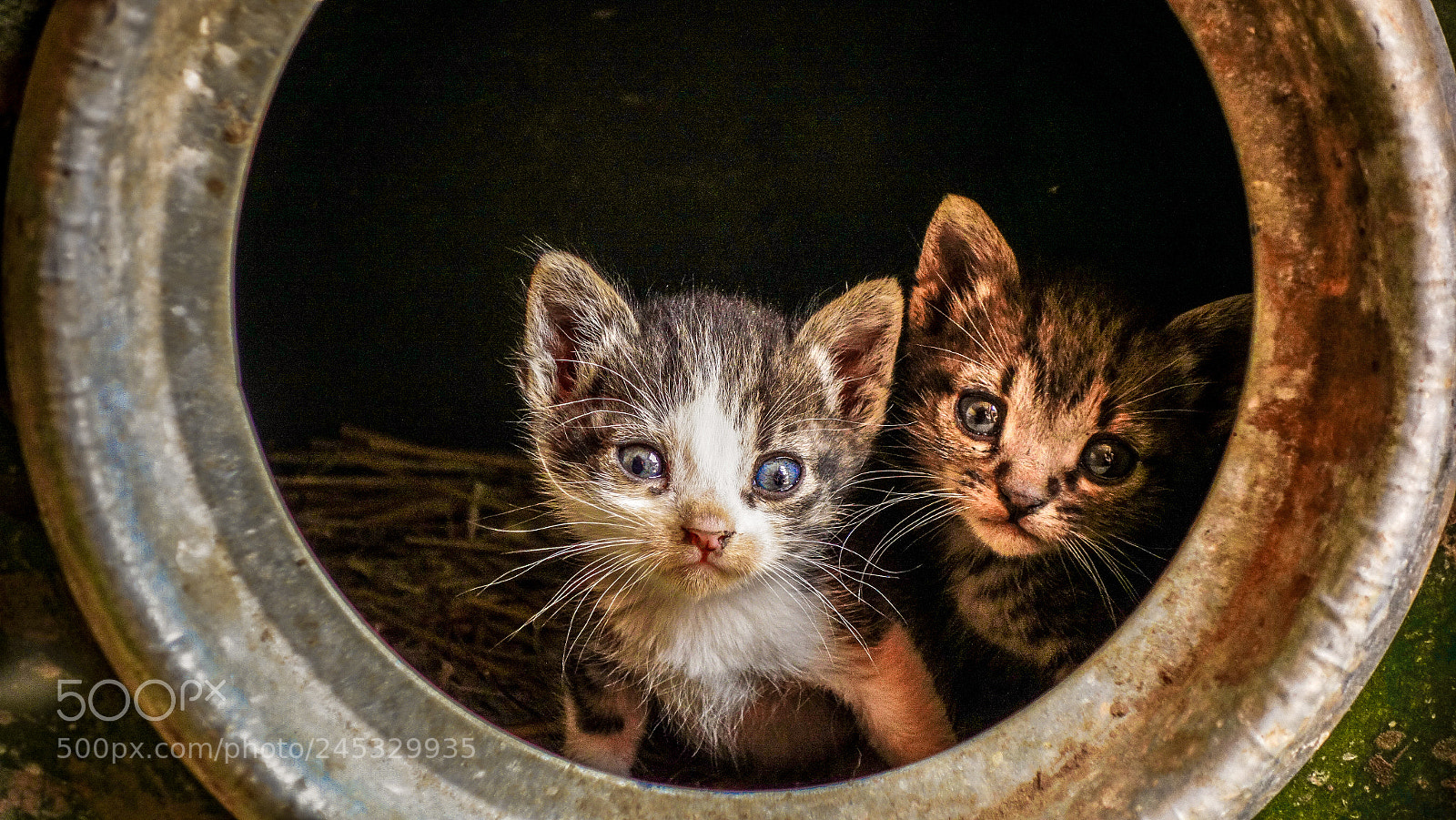 Sony Cyber-shot DSC-RX100 sample photo. Little cats... photography