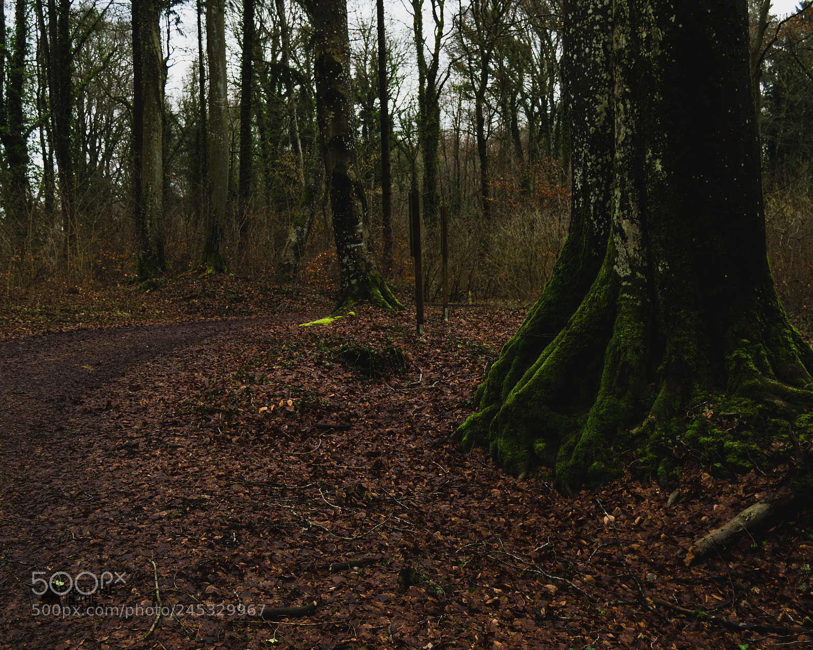 Nikon D3200 sample photo. Chemin dans la nature photography