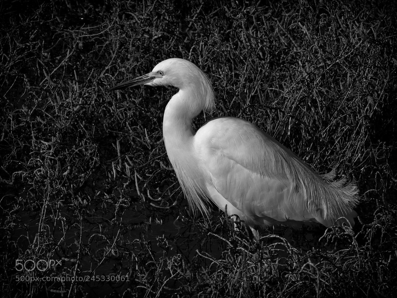 Nikon Coolpix P530 sample photo. Great egret photography