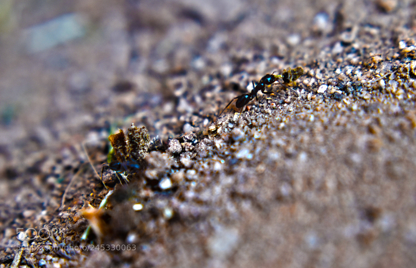 Nikon D5600 sample photo. Ant macro photography