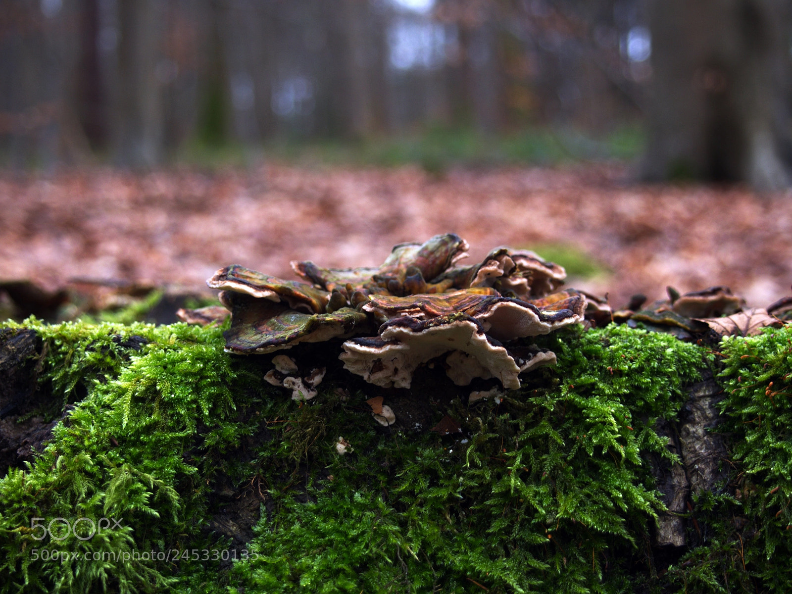 Olympus PEN E-PL5 sample photo. Nature wastes nothing photography