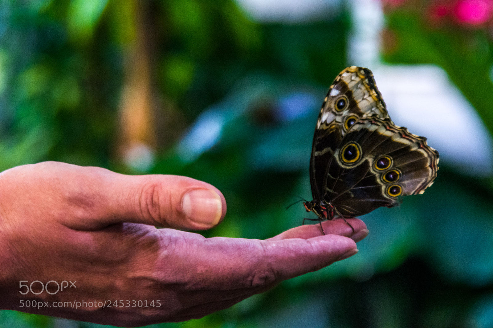 Nikon D5200 sample photo. Butterfly photography