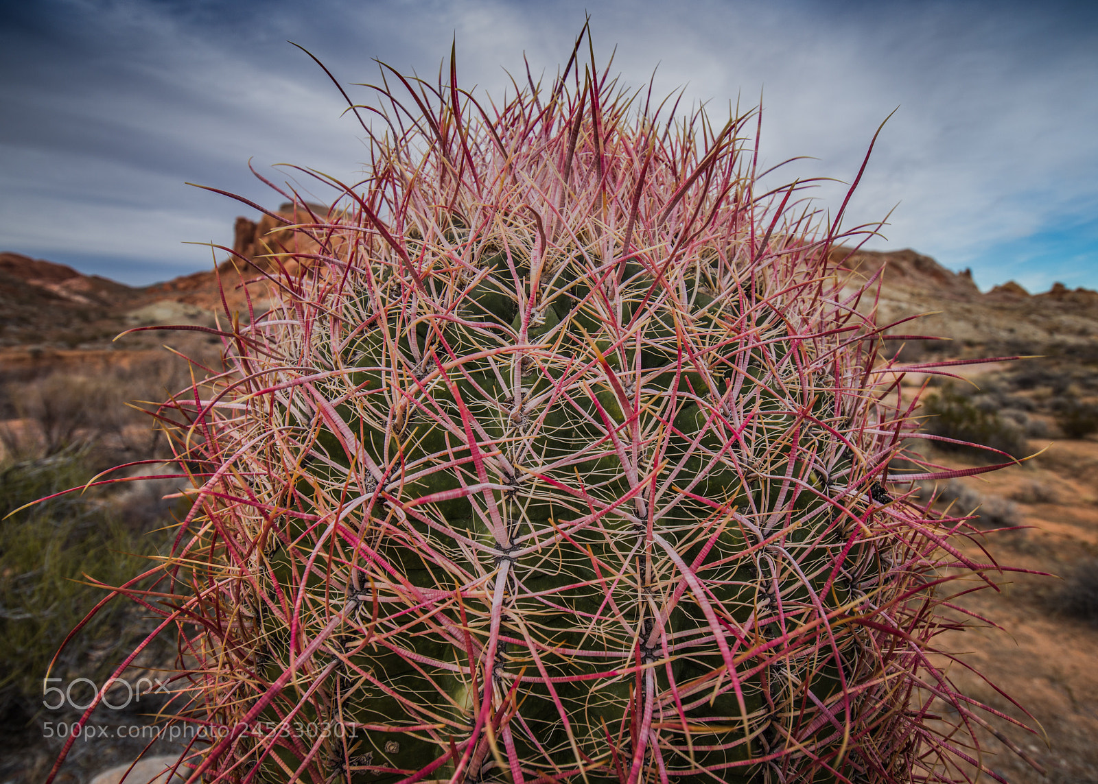 Nikon D7200 sample photo. Cactus - who knew photography