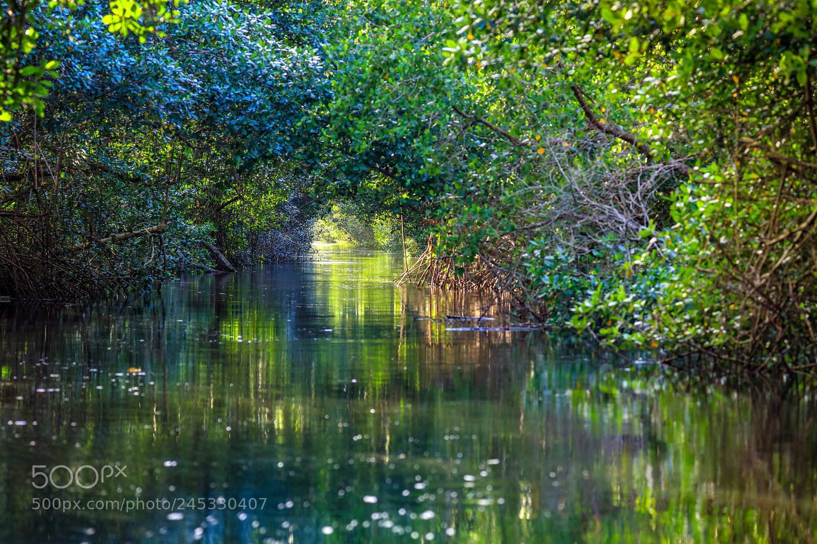 Canon EOS 5DS R sample photo. Caroni swamp 1 photography