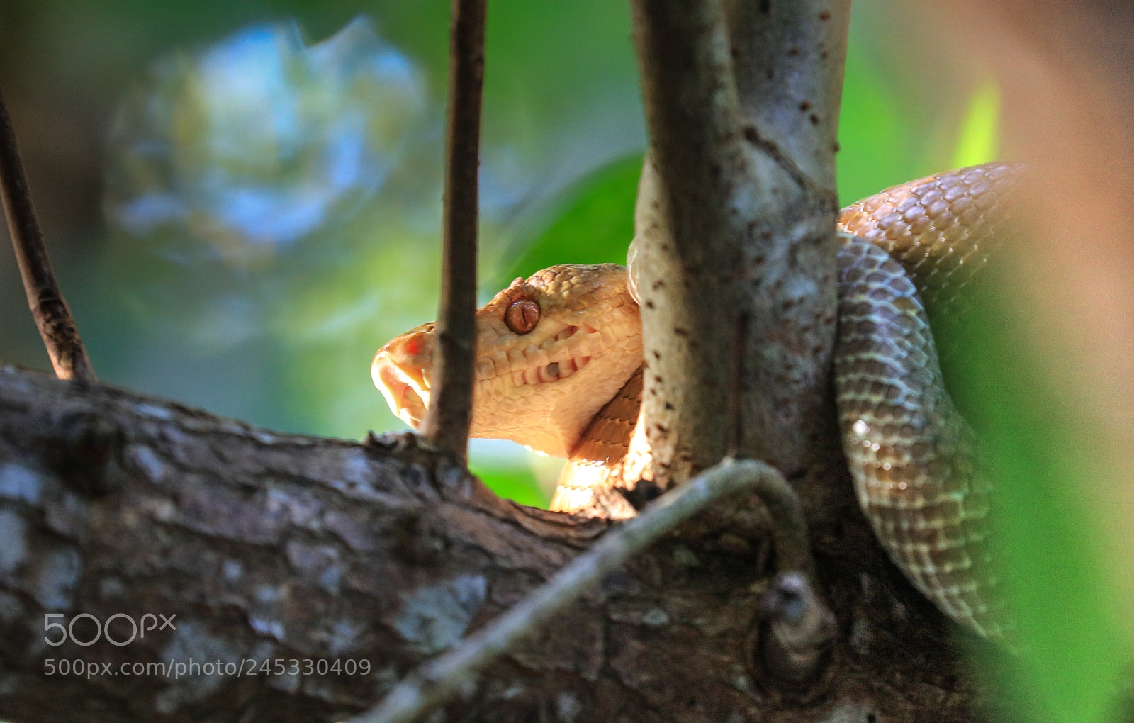 Canon EOS 5DS R sample photo. Caroni swamp 2 photography