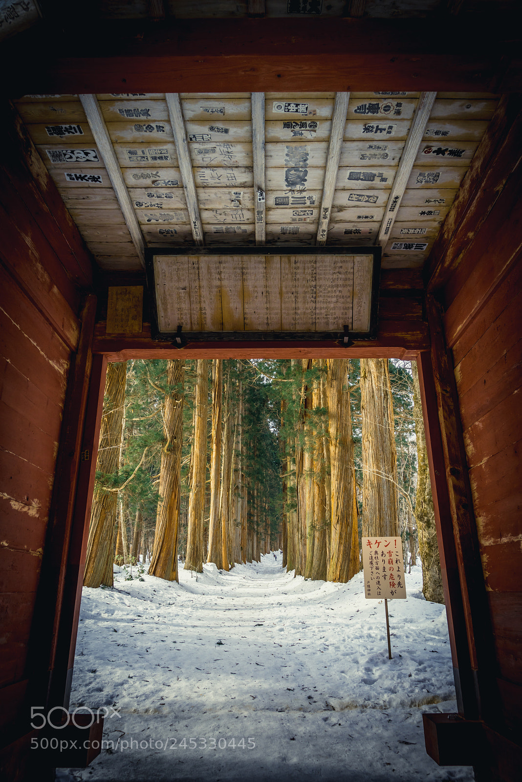Sony a7R sample photo. Enter the woods photography