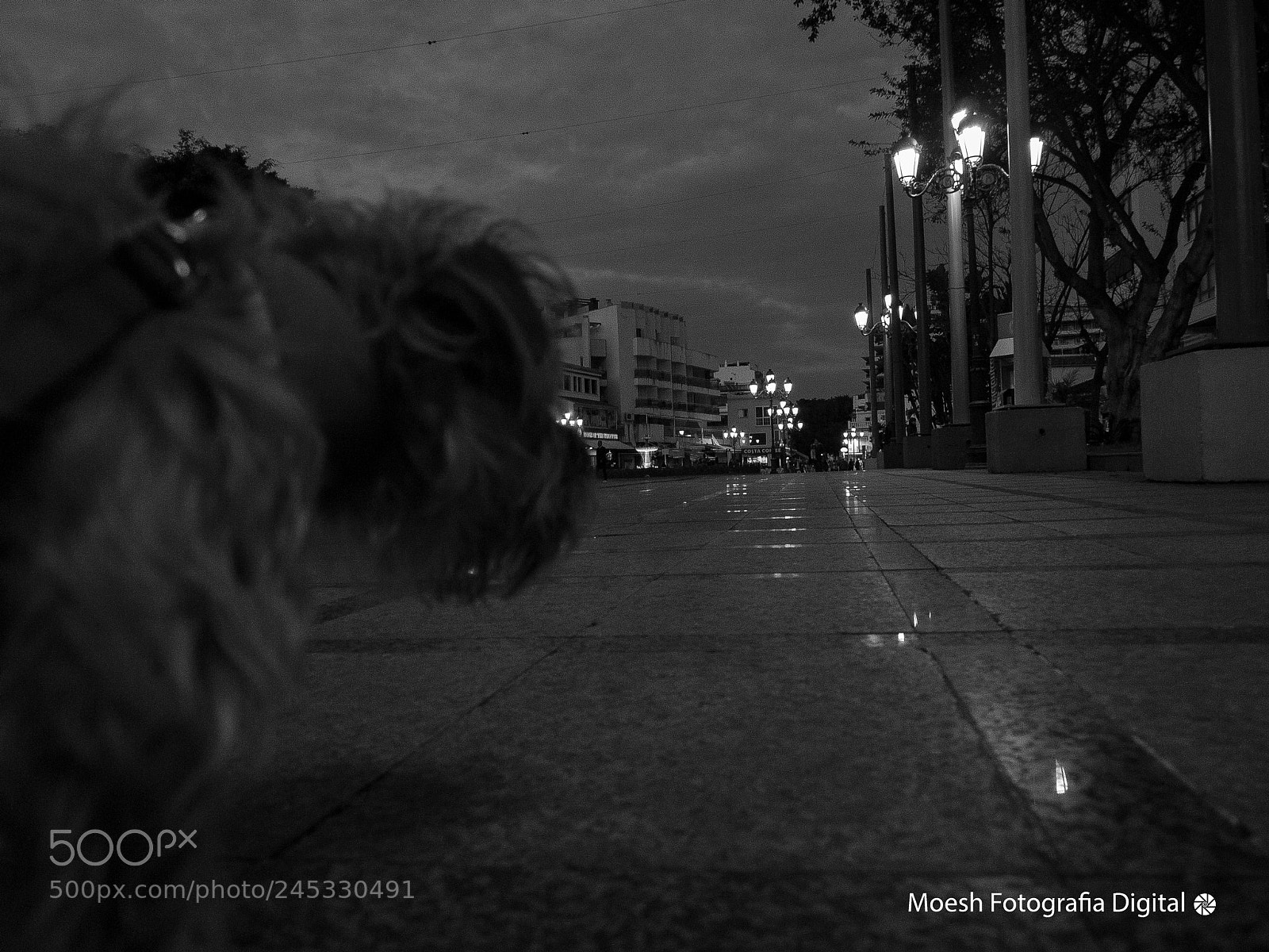 Olympus PEN E-P1 sample photo. A vista de perro photography