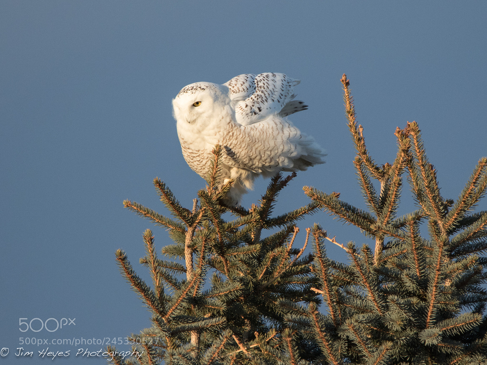 Canon EOS 7D Mark II sample photo. Snowy pine landing photography