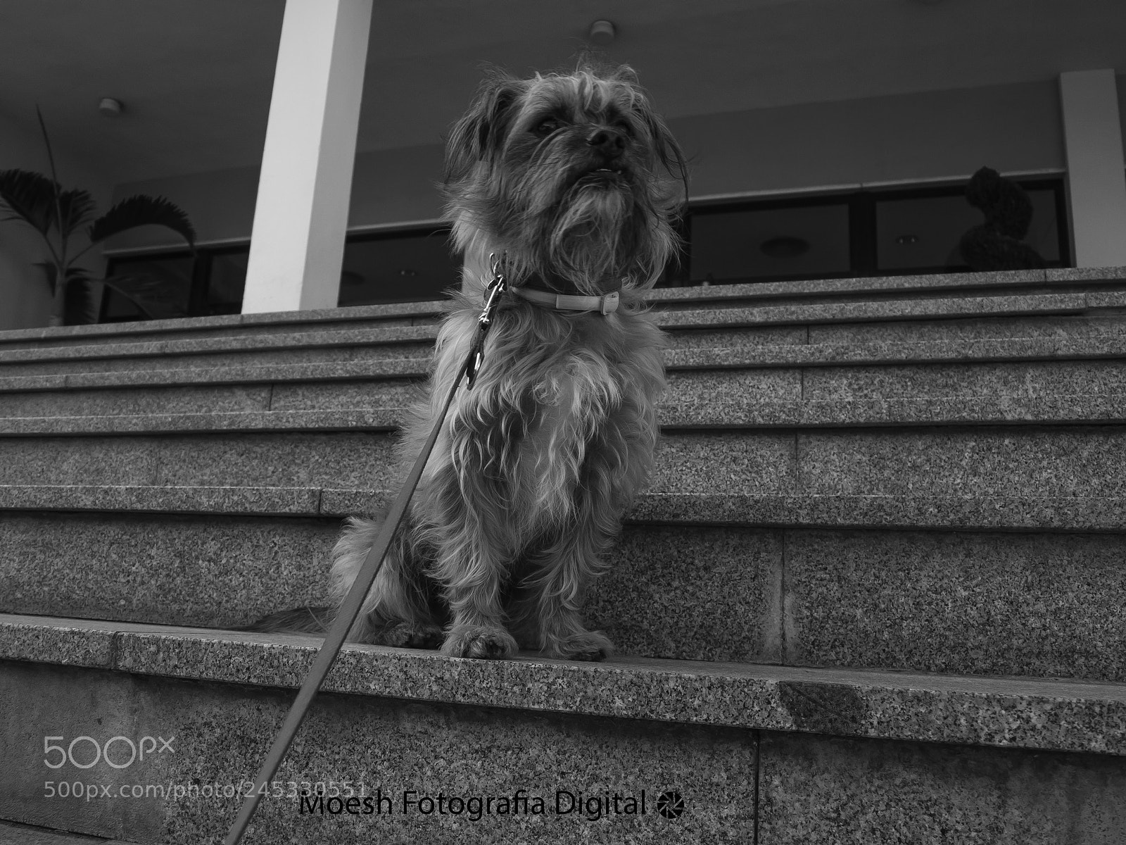 Olympus PEN E-P1 sample photo. Magistral photography