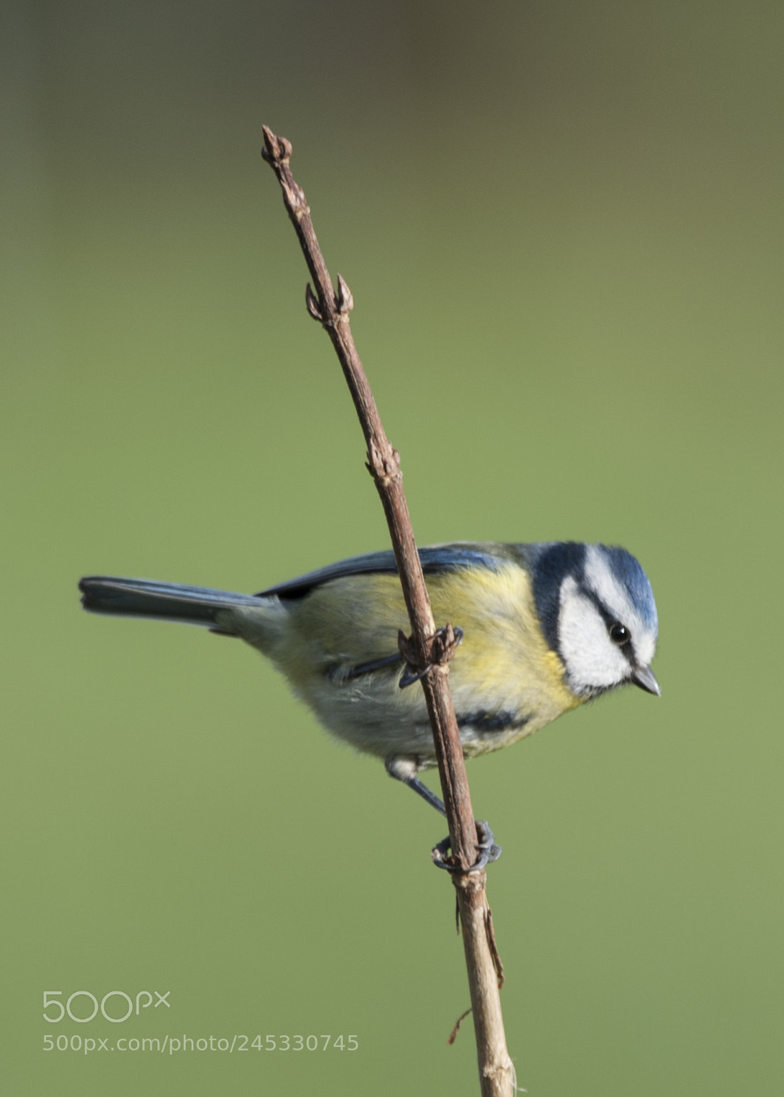 Nikon D700 sample photo. Blut tit photography