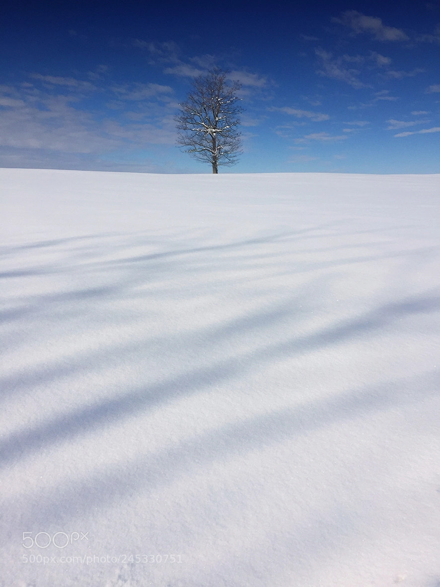 Apple iPhone 6 sample photo. Alone in winter photography