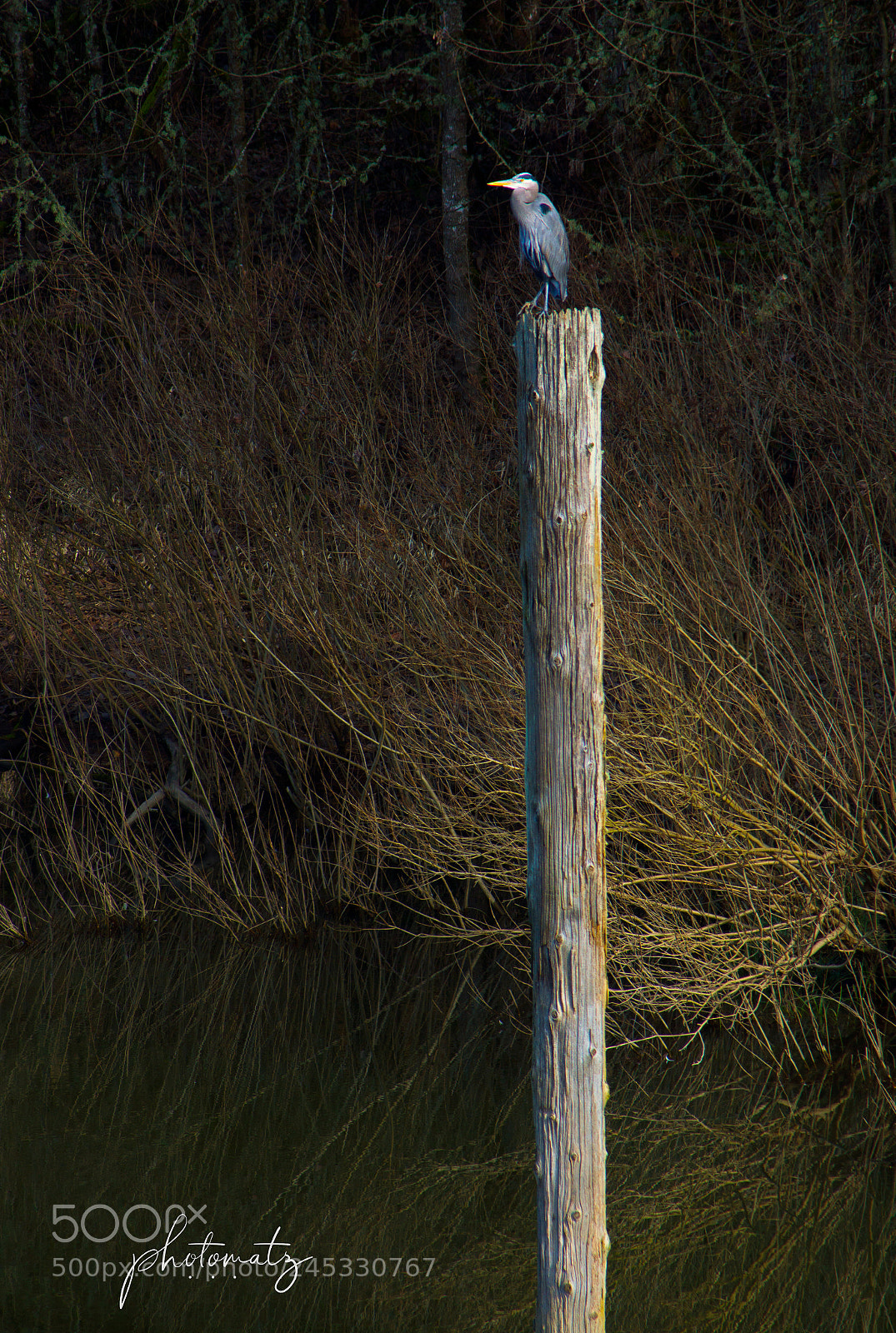 Sony SLT-A77 sample photo. Teh perch of the photography