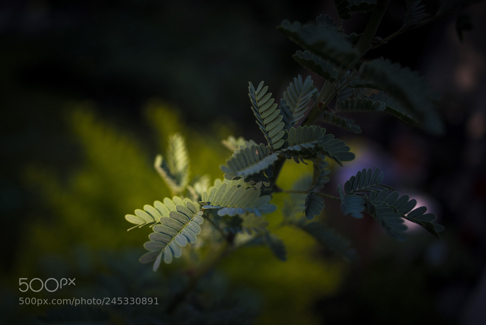 Nikon D810 sample photo. Brea al sol photography