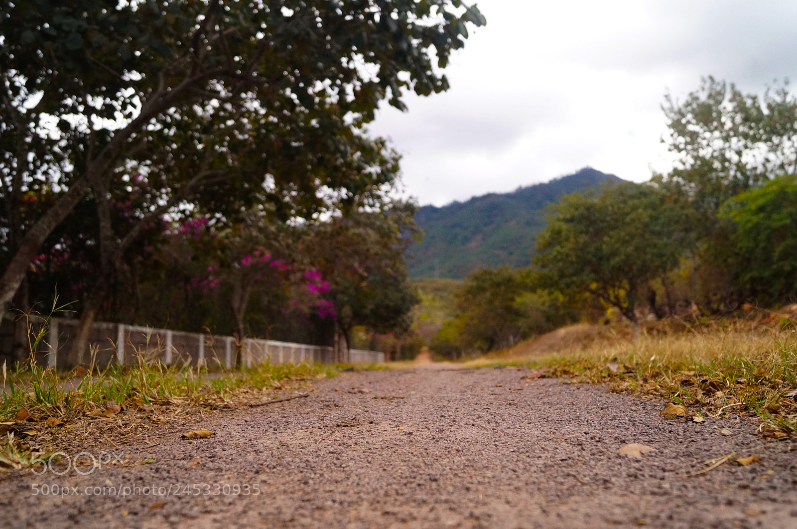 Sony SLT-A37 sample photo. Camino en el zamorano photography