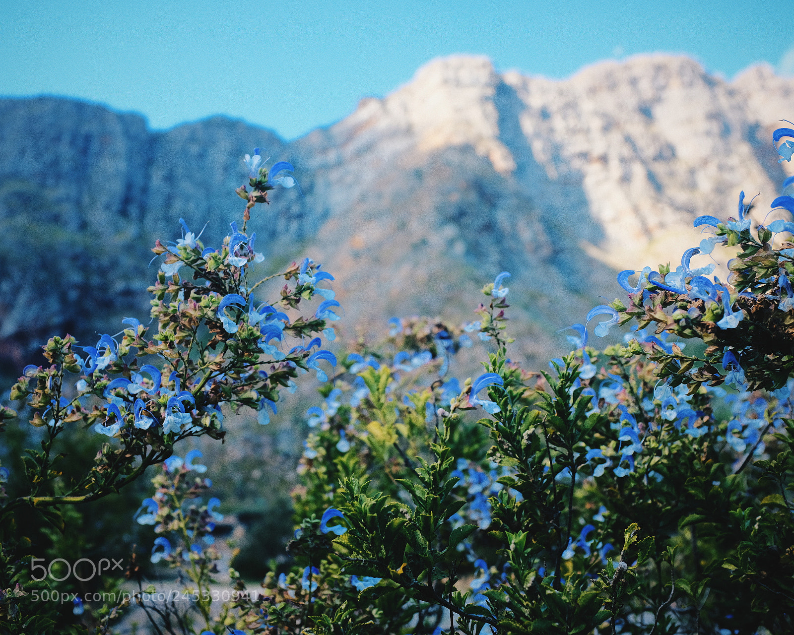 Fujifilm X100F sample photo. Colorful nature in south photography