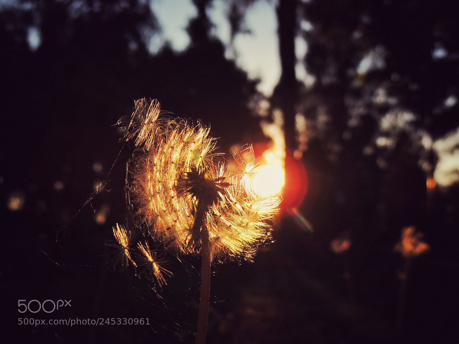 Nikon Coolpix P510 sample photo. Dandelion... photography