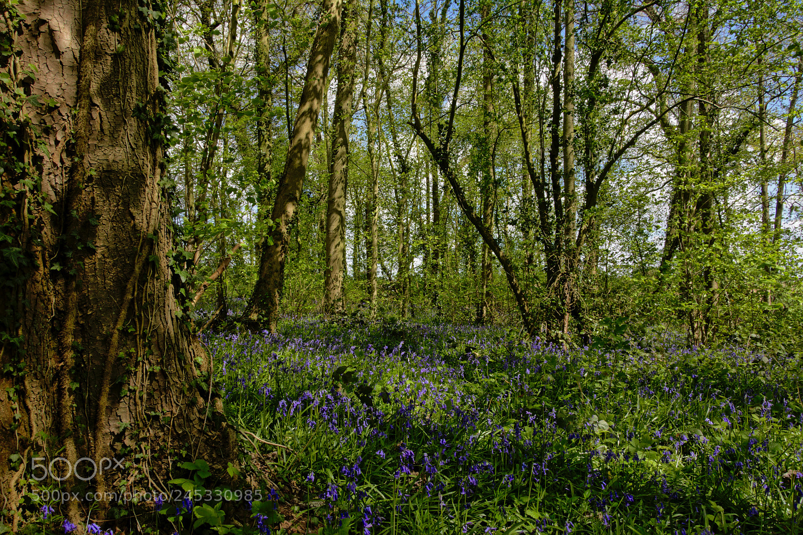 Nikon D5200 sample photo. Bluebell wilderness photography