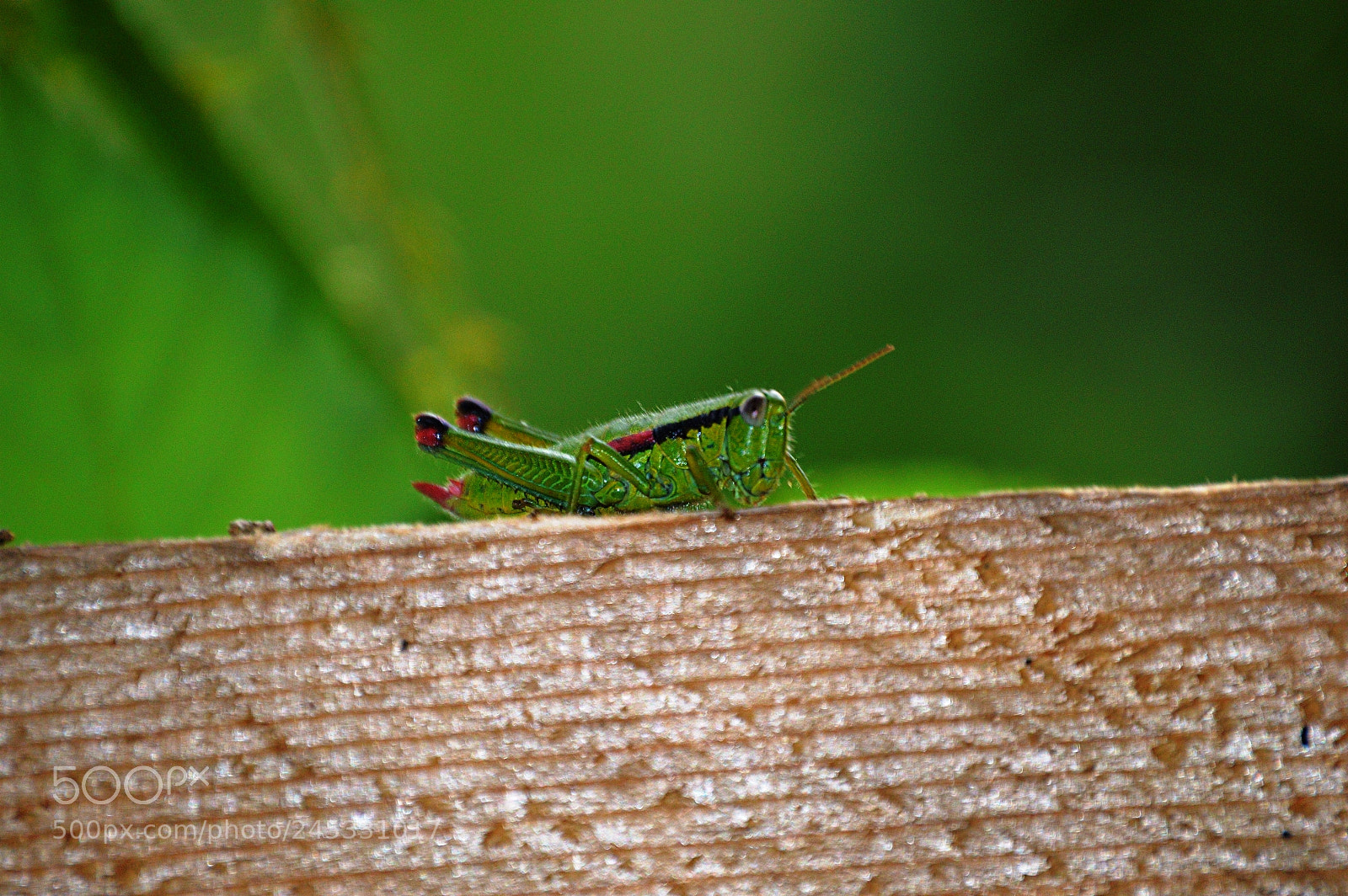 Nikon D3200 sample photo. Grasshopper photography