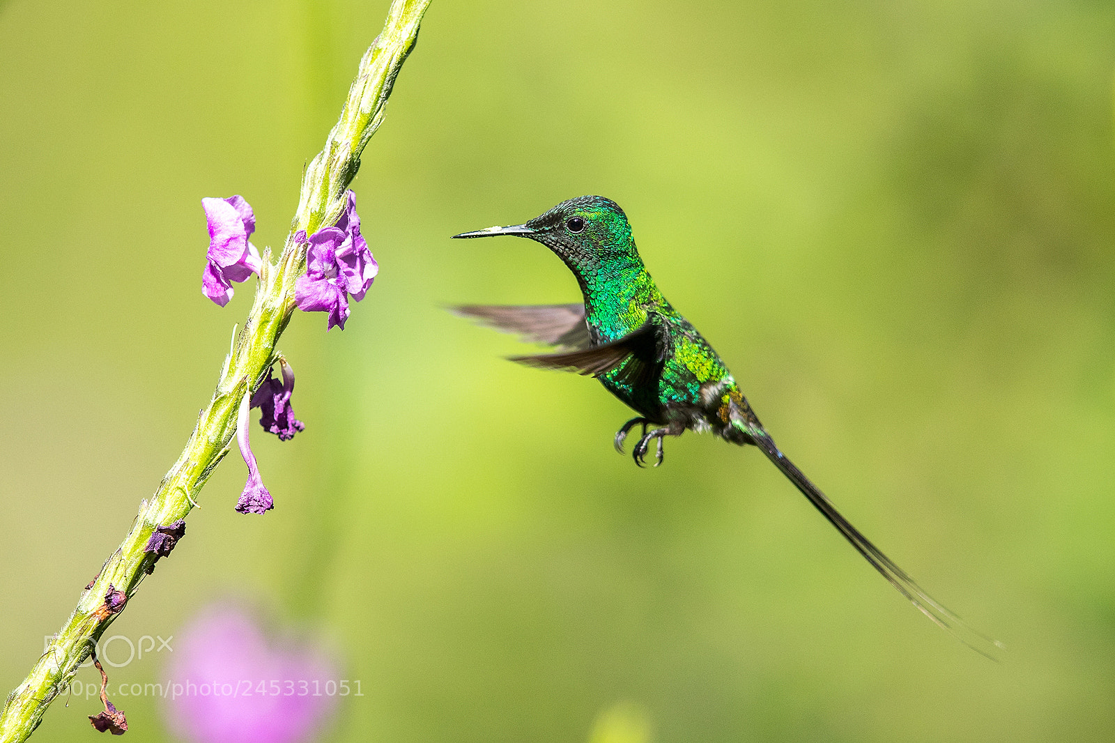 Canon EOS-1D X Mark II sample photo. Costa rica 2017 photography