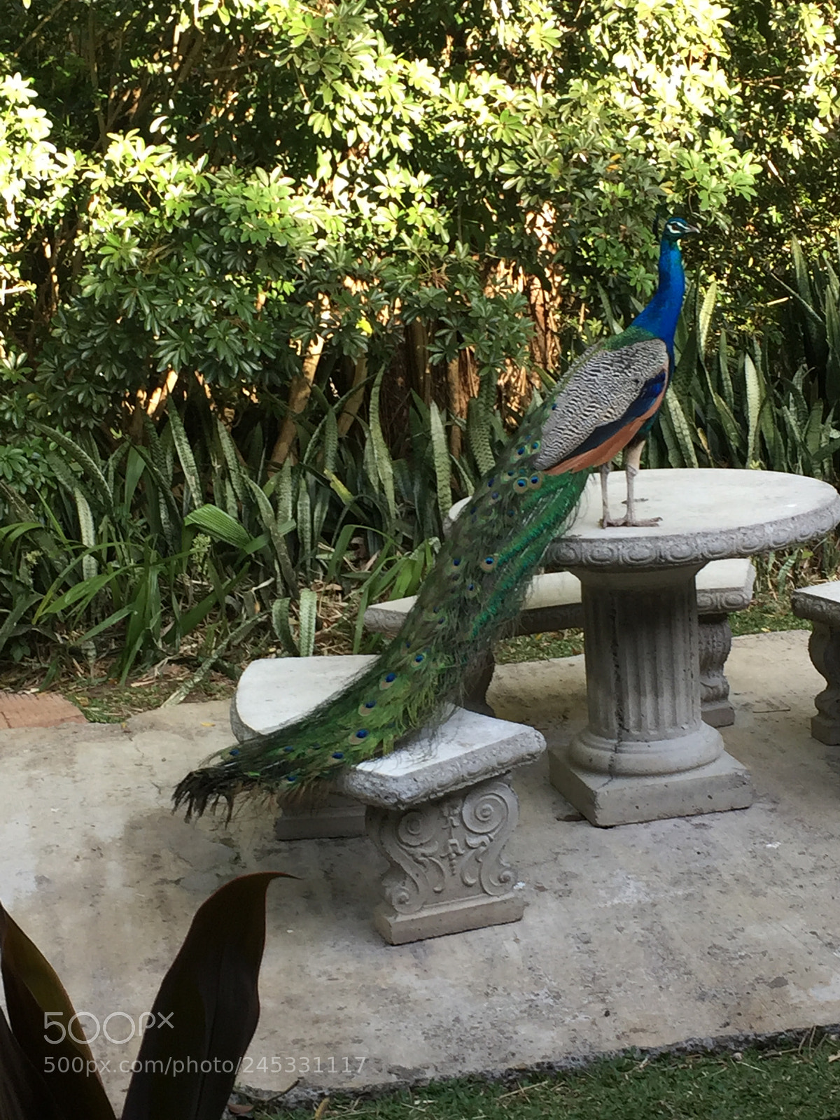 Apple iPhone 6 sample photo. By khaled rodr guez photography