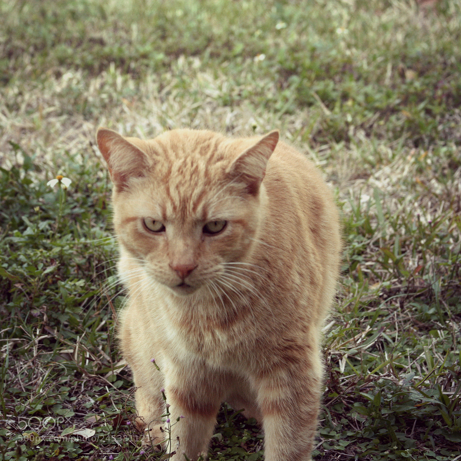 Canon EOS 450D (EOS Rebel XSi / EOS Kiss X2) sample photo. Charlie, chillin' photography