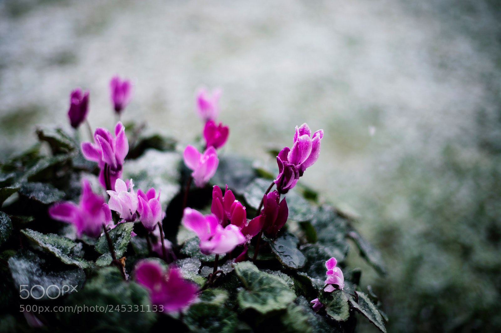 Nikon D850 sample photo. Flores de invierno photography