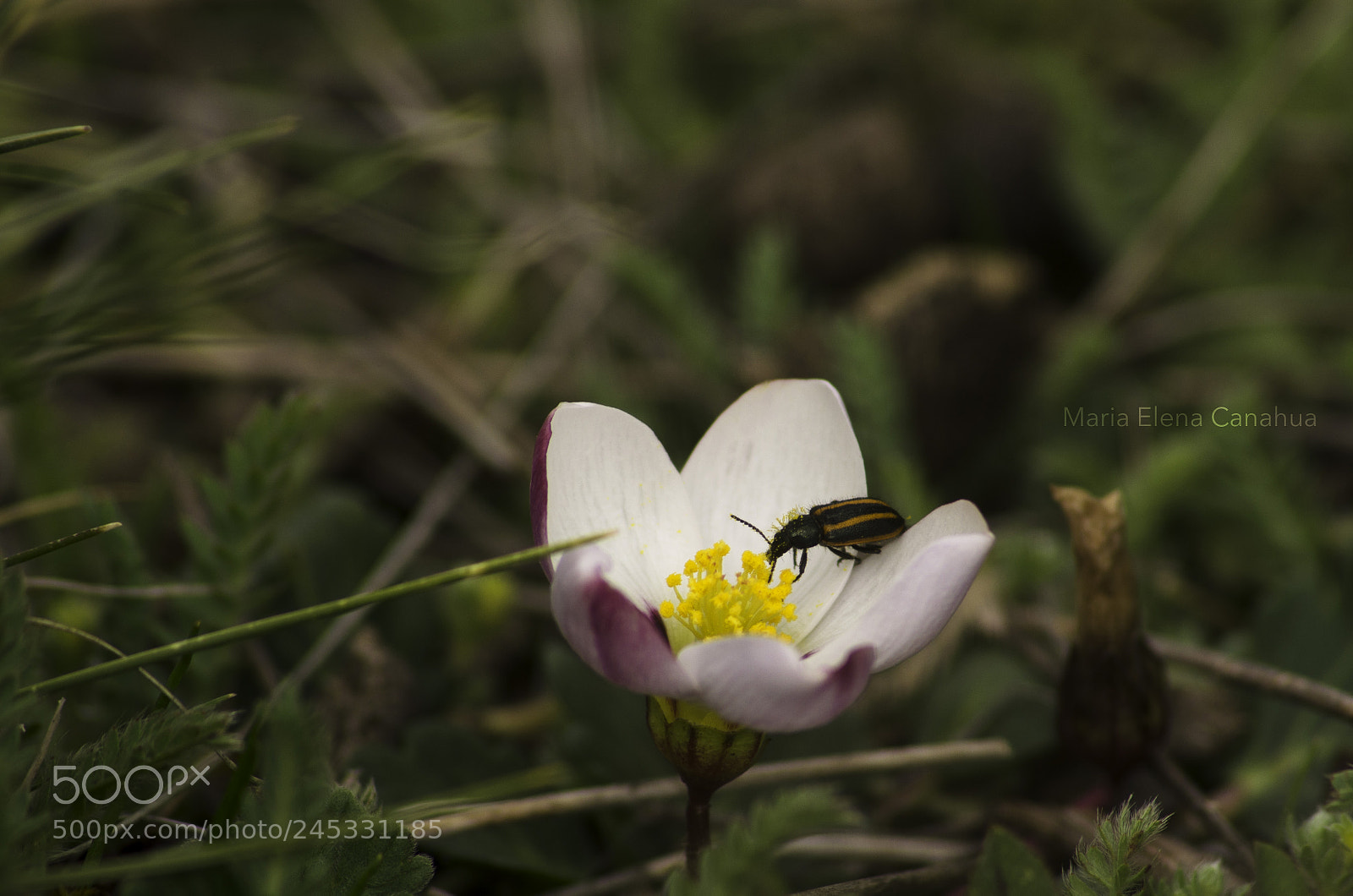 Nikon D5100 sample photo. Andean macro flower and photography