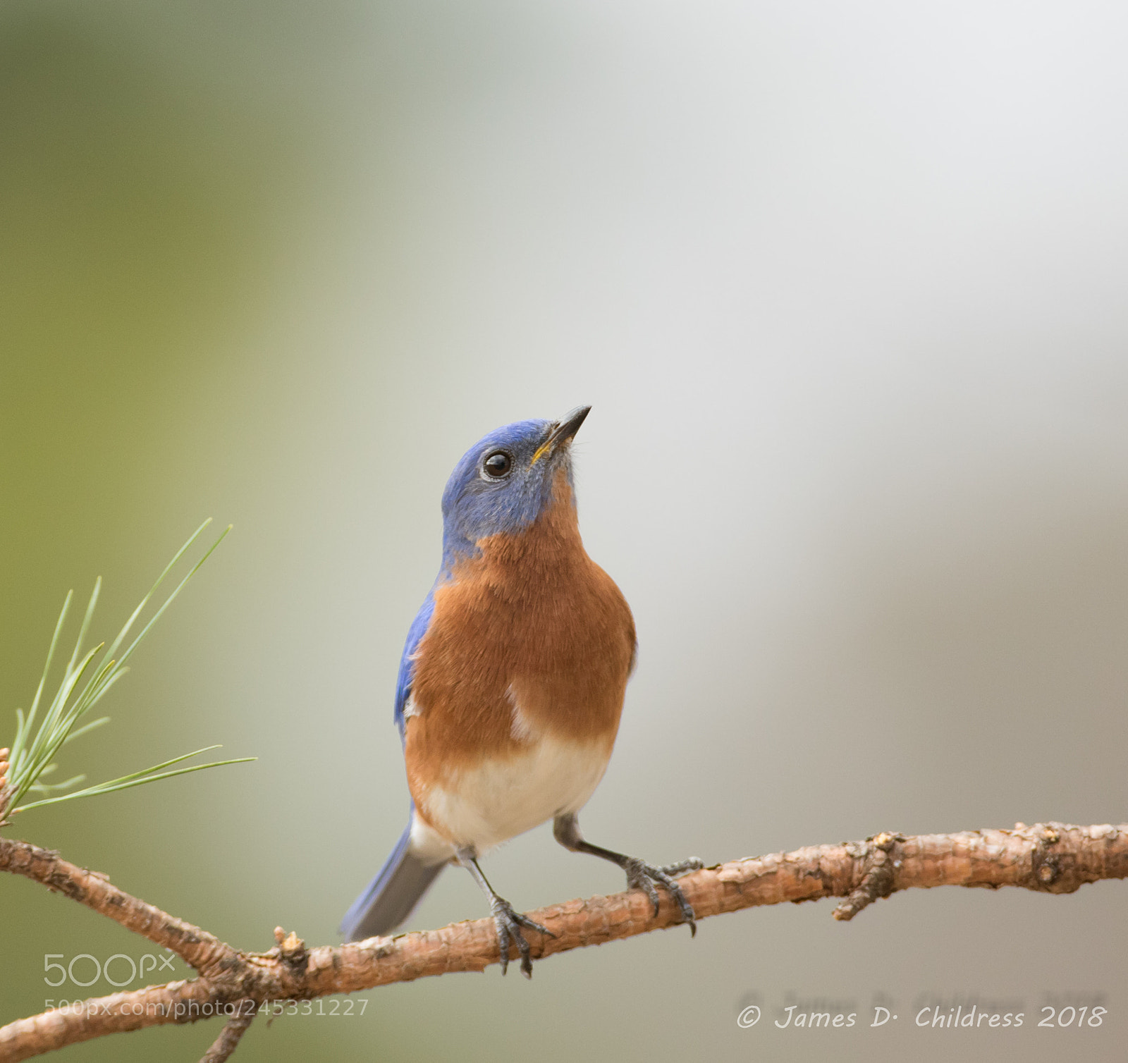 Canon EOS 7D Mark II sample photo. Eastern bluebird photography