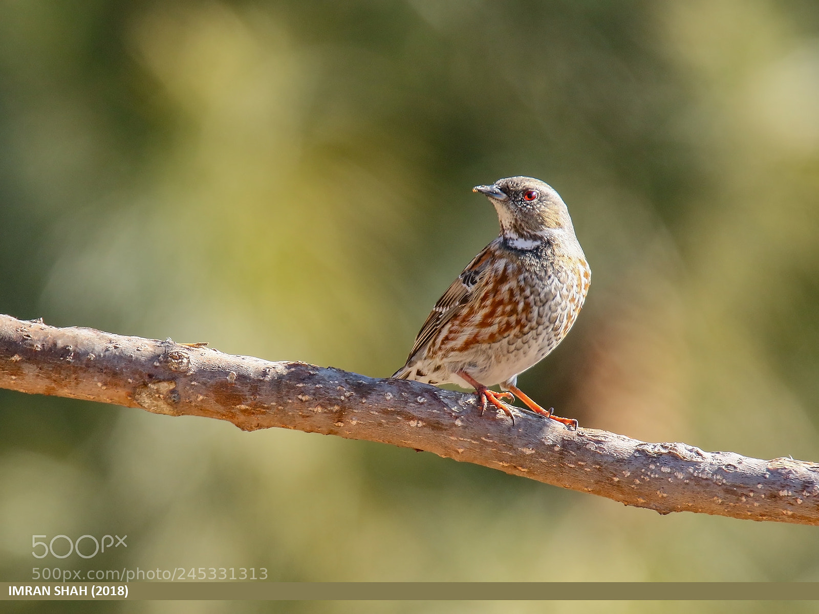 Canon EOS 7D Mark II sample photo. Altai accentor (prunella himalayana) photography