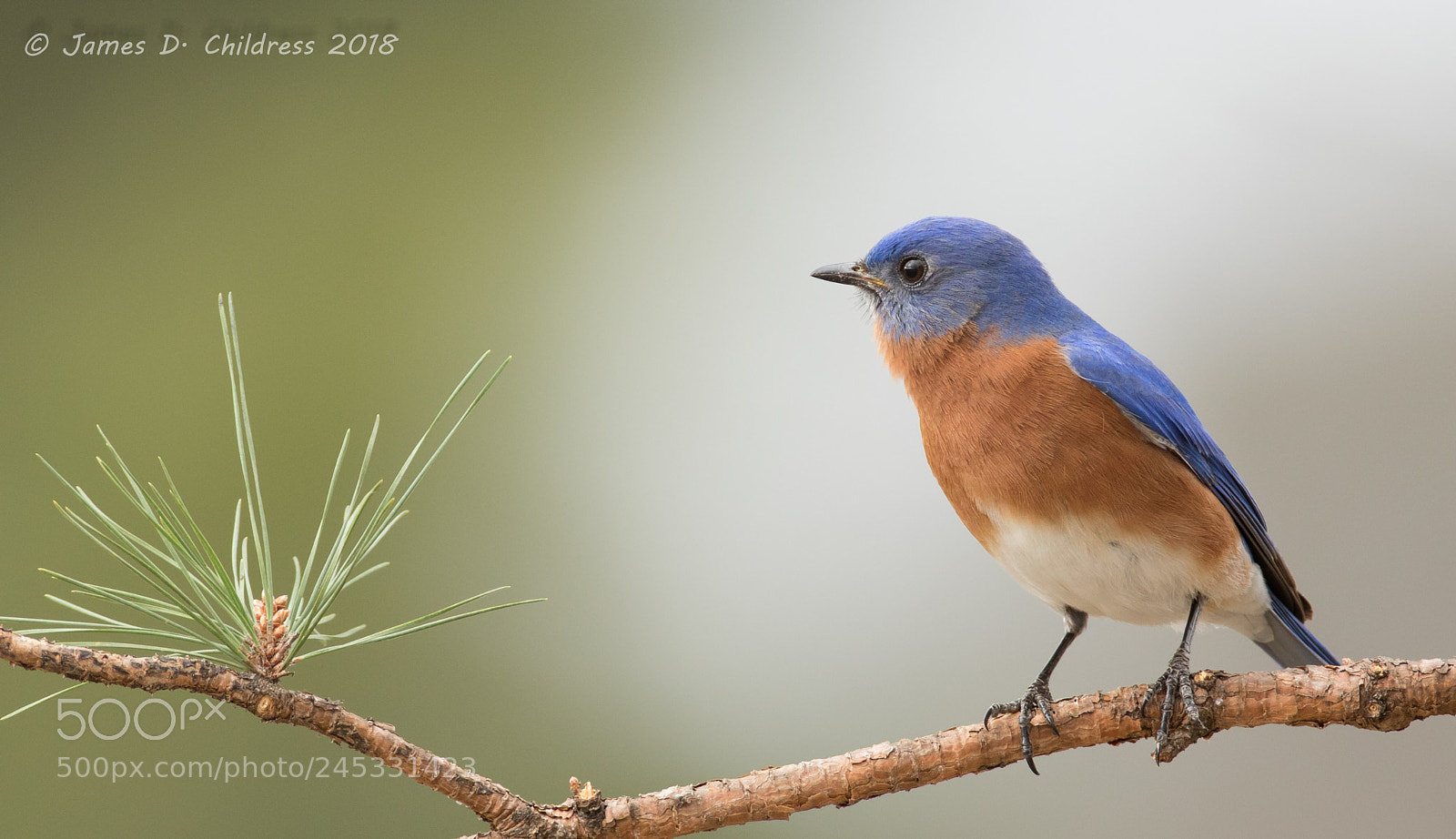 Canon EOS 7D Mark II sample photo. Eastern bluebird photography