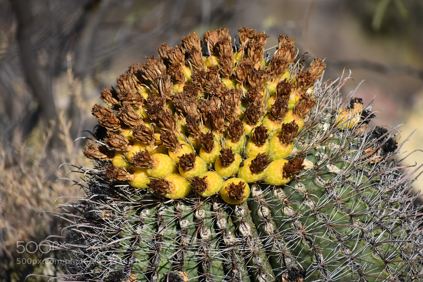 Nikon D3400 sample photo. Desert bloom photography