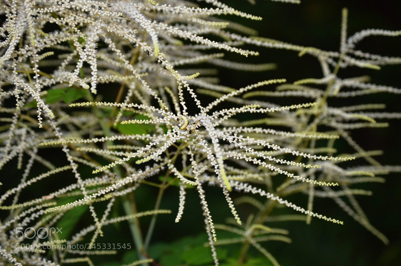 Nikon D3200 sample photo. Hidden photography