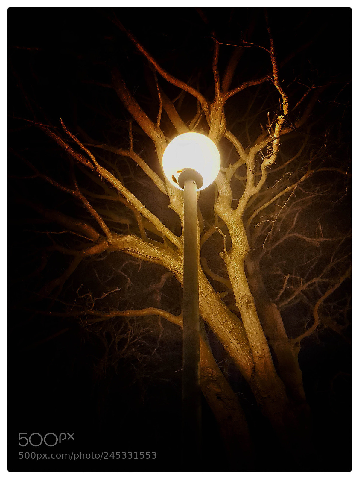 Samsung Galaxy S8 sample photo. Arbre dans la nuit photography