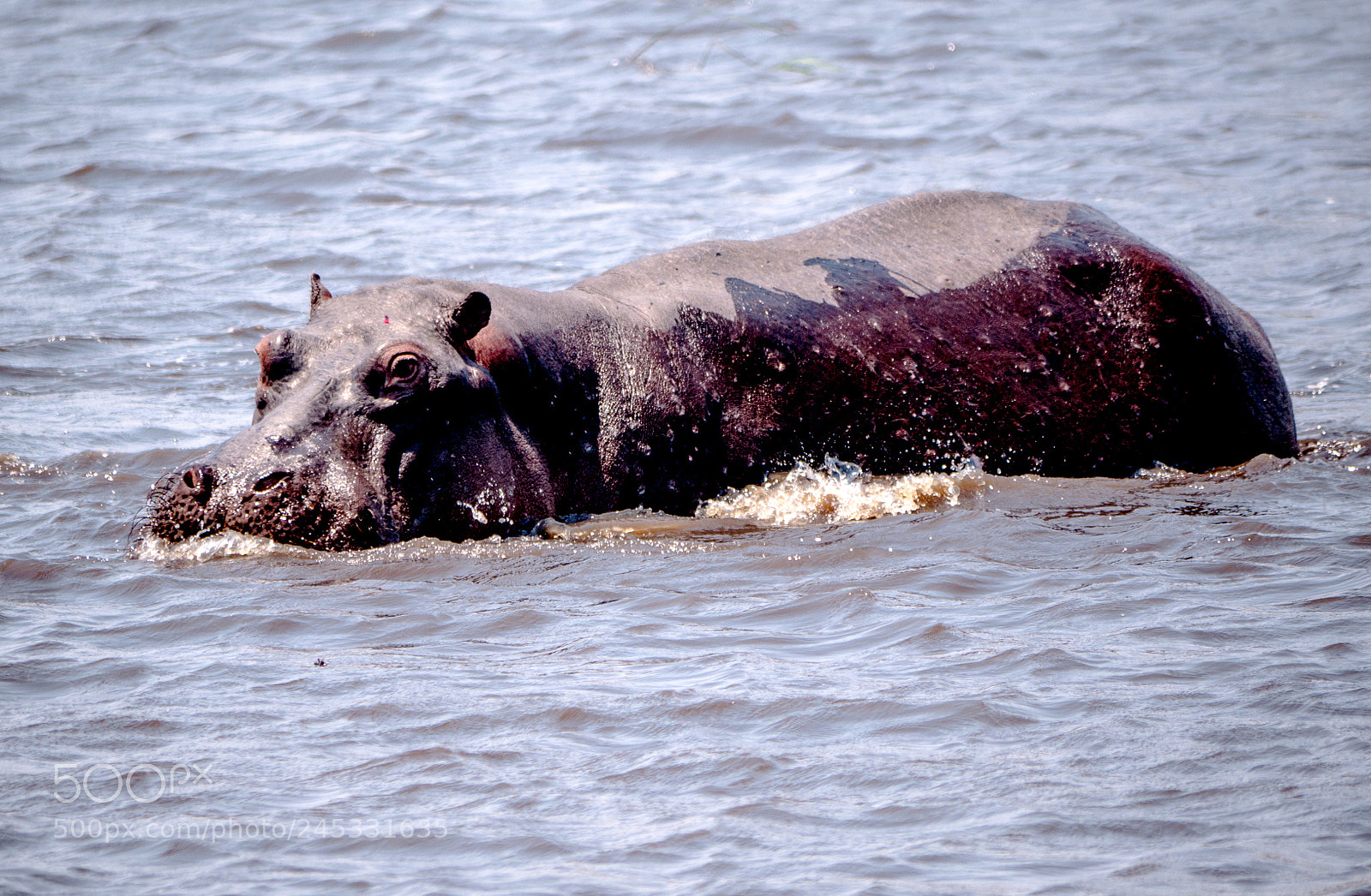 Panasonic DMC-G70 sample photo. Hippo photography